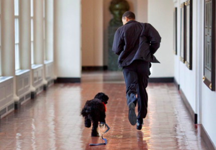 Addio a Bo, il cane di Barack Obama